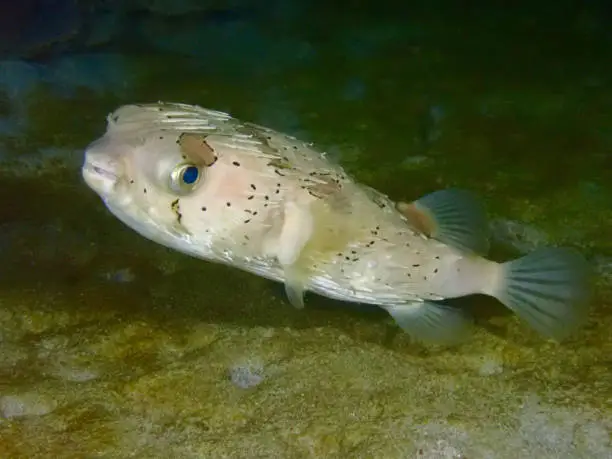 The Fugu fish (Pufferfish) swims near the sandy bottom under water.