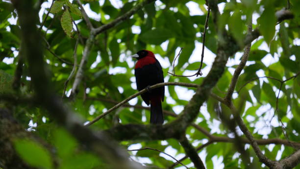 Amazing Costa Rican Wildlife