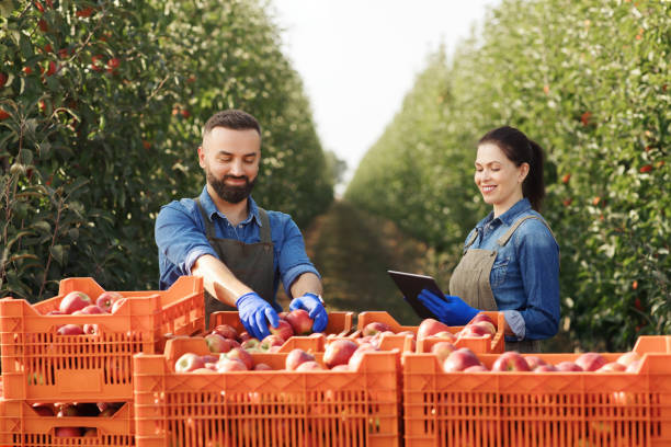 istock Organic great ripe harvest, fruit control in autumn and summer 1328836715