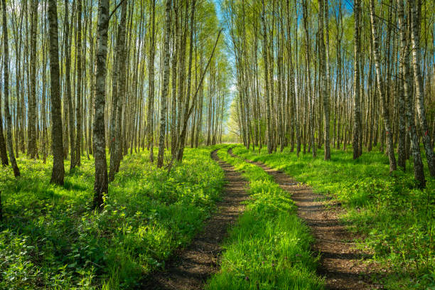 Road in a birch forest on a sunny day, Zarzecze, Poland