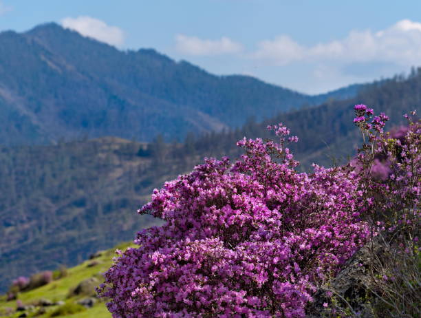 istock Crimson color of the Altai spring 1328838329