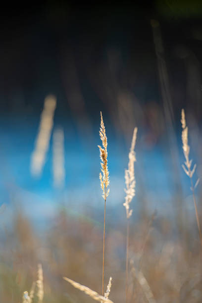 Ear of One Dry Plant on a Blurred Dark Background on a Sunny Day. Winter Season. Cover. Natural Background.
