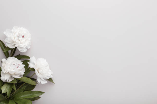 istock Fresh white peony flowers on light gray table background. Empty place for emotional, sentimental text, quote or sayings. Closeup. Top down view. 1328840188