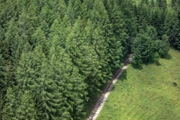 estrada florestal - mountain austria street footpath - fotografias e filmes do acervo