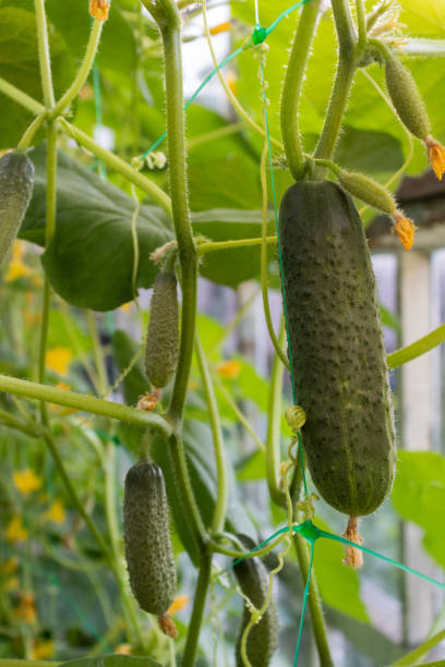 istock Small cucumbers with a flowers. Growing cucumbers in a greenhouse. 1328841644