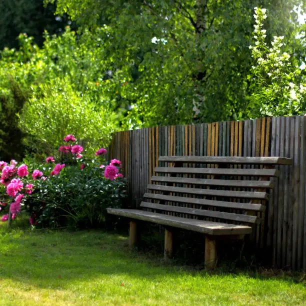 bench in the shade of a tree against the backdrop of a flowering bush of peonies