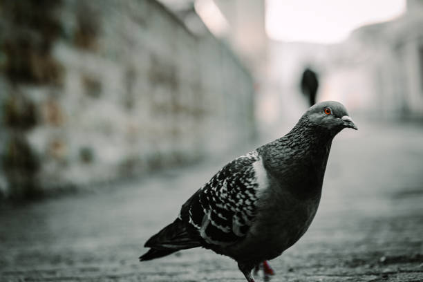 istock A brave gray dove walks through the city 1328842288