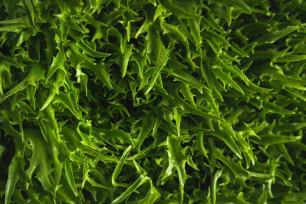 Crunchy vegetable in bowl