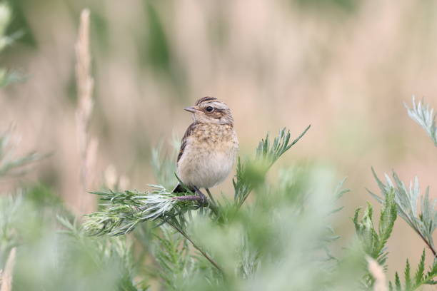 jovem whinchat (saxicola rubetra) alemanha - whinchat - fotografias e filmes do acervo