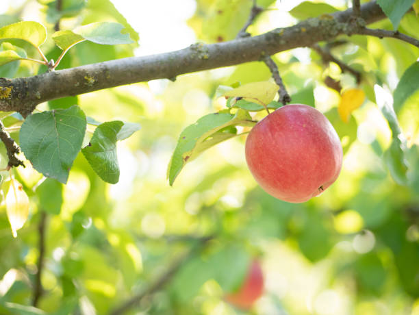 istock Organic red ripe apple on the orchard tree. 1328844565