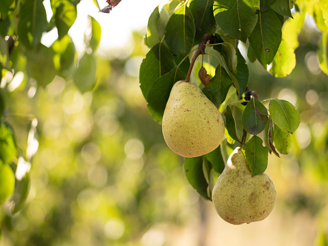 Ripe green wet three pears covered with raindrops in the garden on a large tree branch against the blue sky. Real photo. Gardening. Harvesting.