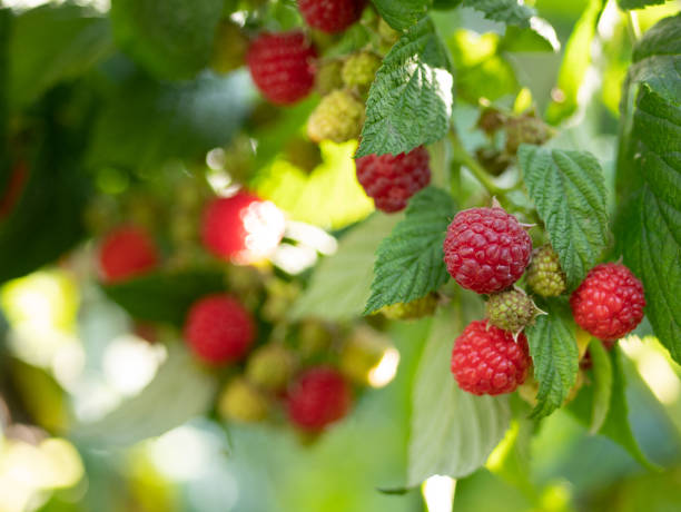 frambuesas maduras y maduras orgánicas en la vid - raspberry berry vine berry fruit fotografías e imágenes de stock