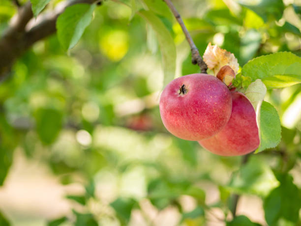 istock Organic red ripe apples on the orchard tree. 1328844622