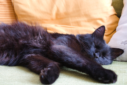 Cute black fluffy cat sleeping on the sofa with stretched paws with yellow cushions in the background