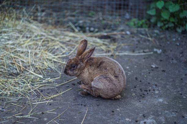 istock Large grey rabbit sitting near its cage and waiting for food 1328847065