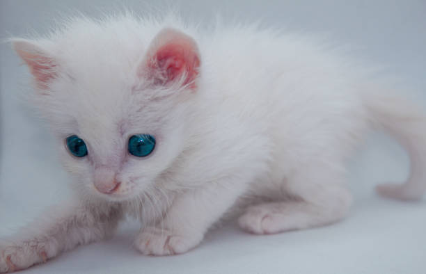 istock White kitten with blue eyes on isolated white background 1328848347