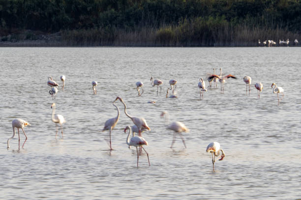 istock flamingo in a swamp in Vendicari retreat sicily 1328849097