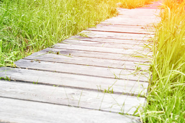 istock Wooden path at forest. Long track. Pathway hike board. 1328850289