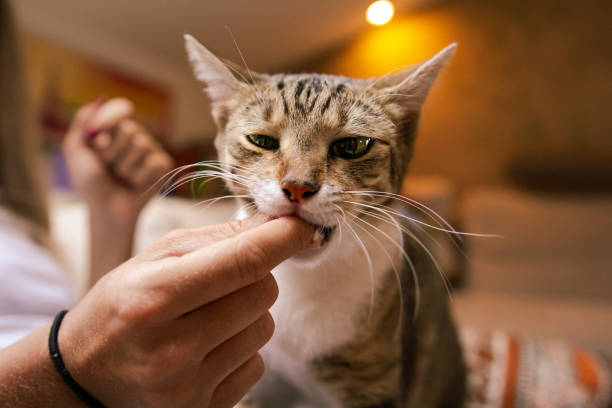 istock Tabby cat reaching for food from her owners fingers. 1328851776