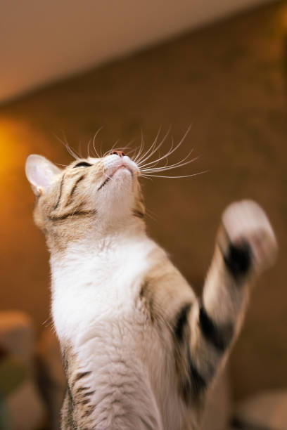 istock Curious grey and white cat looking up in the air. 1328851795