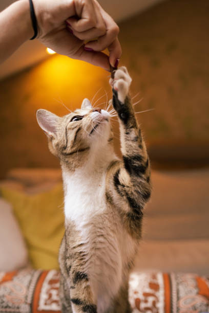 istock Tabby cat reaching for food from her owners hand. 1328851803