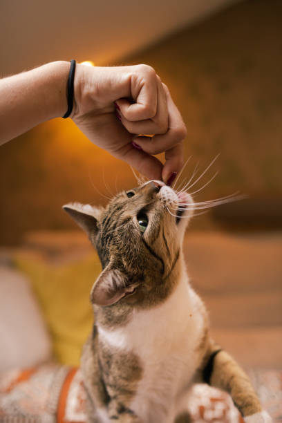 istock Tabby cat reaching for food from her owners fingers. 1328851819