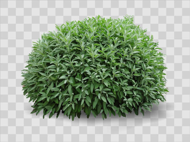 Green decorative realistic bush on the flower bed Vector graphics 3d. Realistic plant bush shape sphere on green lawn ivy tree bark wood stock illustrations