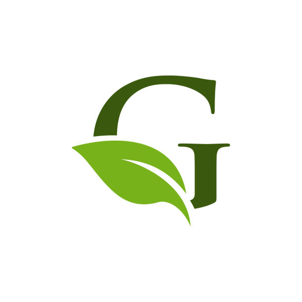 Letter G and Leaf Vector Stock Illustration Design Template. Initial Letter G and Leaf Vector Stock Illustration Logo Template. Vector eps 10. the letter g stock illustrations