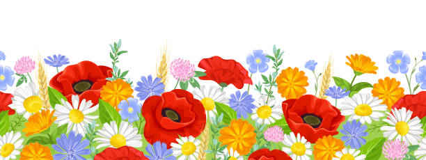 illustrazioni stock, clip art, cartoni animati e icone di tendenza di bordo senza cuciture fiori estivi. papavero, margherita, calendula, lino, trifoglio e cicoria. illustrazione vettoriale di fiori selvatici su prato in fiore in stile piatto cartone animato. motivo floreale, ghirlanda. - clover field blue crop