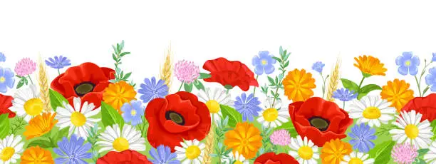 Vector illustration of Summer flowers seamless border. Poppy, daisy, marigold, flax, clover and chicory. Vector illustration of wild flowers on blooming meadow in cartoon flat style. Floral pattern, garland.