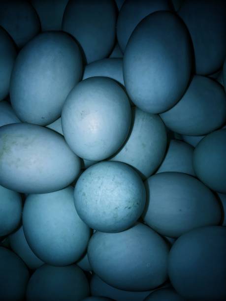 Blue Duck Eggs