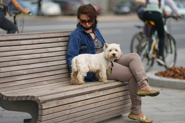 Moscow, Russia- July 4, 2021: Photography of Yorkshire Terrier, Dog resting with owner on the city street bench during coronavirus pandemic. Woman wearing protective face mask on chin. Animals theme