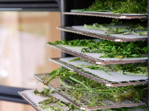 Trays with herbs - parsley, dill, basil inside of a food dehydrator machine. stock photo