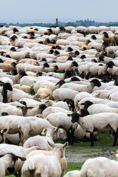 istock flock of sheep close up 1328857705