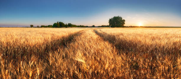 istock Wheat field panorama with path at summer sunset, Agriculture 1328859516