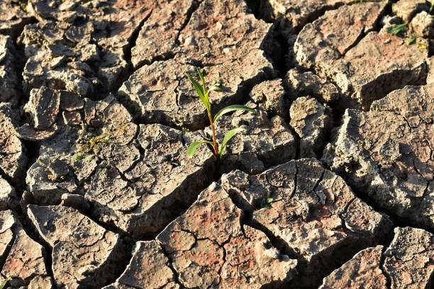 istock A green sprout breaks through the cracked ground. 1328859649