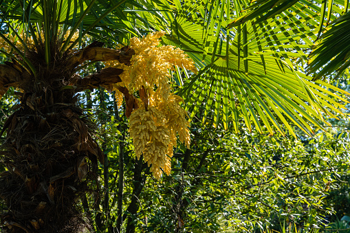 Flowering Chinese windmill palm (Trachycarpus fortunei) or Chusan palm in the Adler arboretum \
