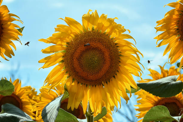 istock Yellow large sunflower and bees 1328859841