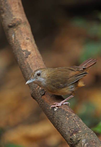 abbott's babbler - jungle babbler imagens e fotografias de stock