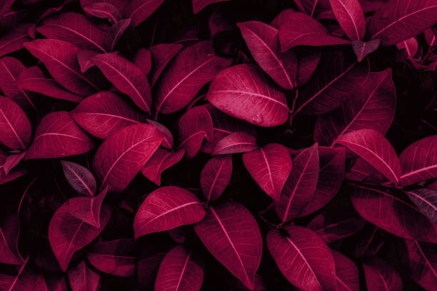 istock tropical leaves, abstract green leaves texture, nature background 1328860022