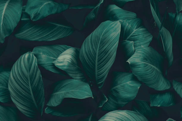 istock tropical leaves, abstract green leaves texture, nature background 1328860603