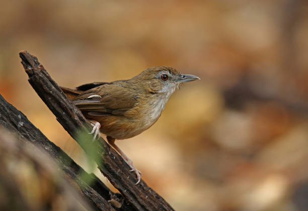 애보트의 바블러 - jungle babbler 뉴스 사진 이미지