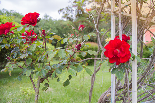 A bush with red roses in the open, NEAR A METAL TRELLIS, a selective focus.