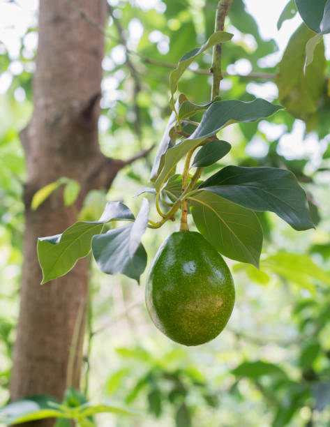 istock avocado in the tree, fresh fruit on a natural background 1328862415