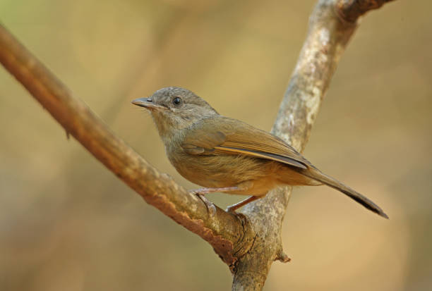 brown-cheeked fulvetta - jungle babbler imagens e fotografias de stock