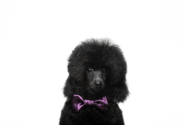 istock image of dog white background 1328865170