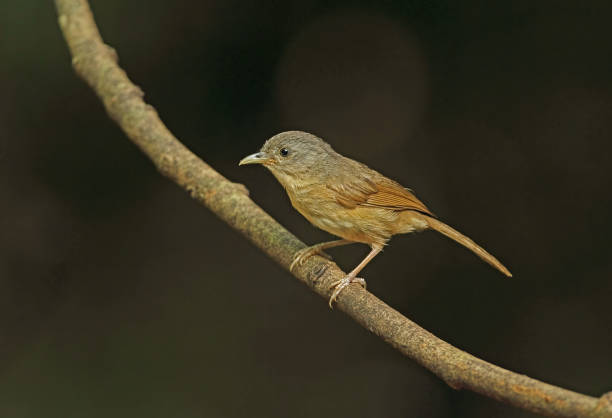 istock Brown-cheeked Fulvetta 1328866341