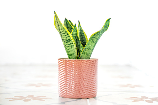 Sansevieria in a pot on a white background at home