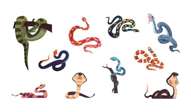 Snakes. Poison reptiles collection. Cartoon wild nature cold-blooded animals set. Anaconda and copperhead hunting in jungle. Attack of cobra or viper. Vector creeping deadly serpents Snakes. Poison reptiles collection. Cartoon wild nature cold-blooded animals set. Anaconda and copperhead hunting in jungle. Danger attack of cobra or viper. Vector isolated creeping deadly serpents anaconda pic stock illustrations