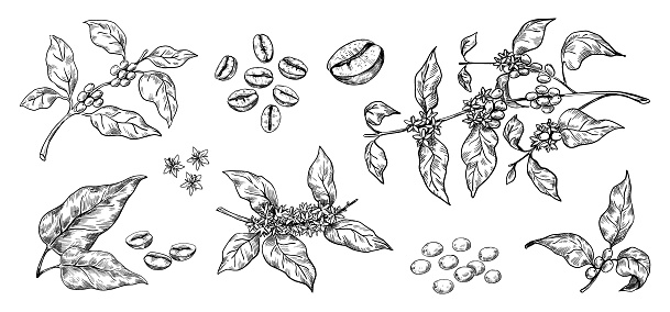 Coffee beans. Hand drawn Arabica tree branches with leaves and seeds. Tropical blooming plants sketch. Black and white organic botanical collection. Vector natural decorative isolated elements set